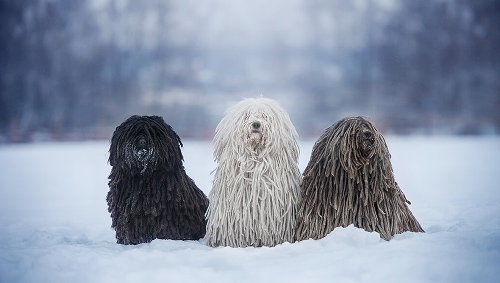 Puli sitting with cords visible
