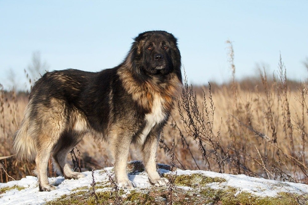 Caucasian Shepherd Dog lying down with thick fur