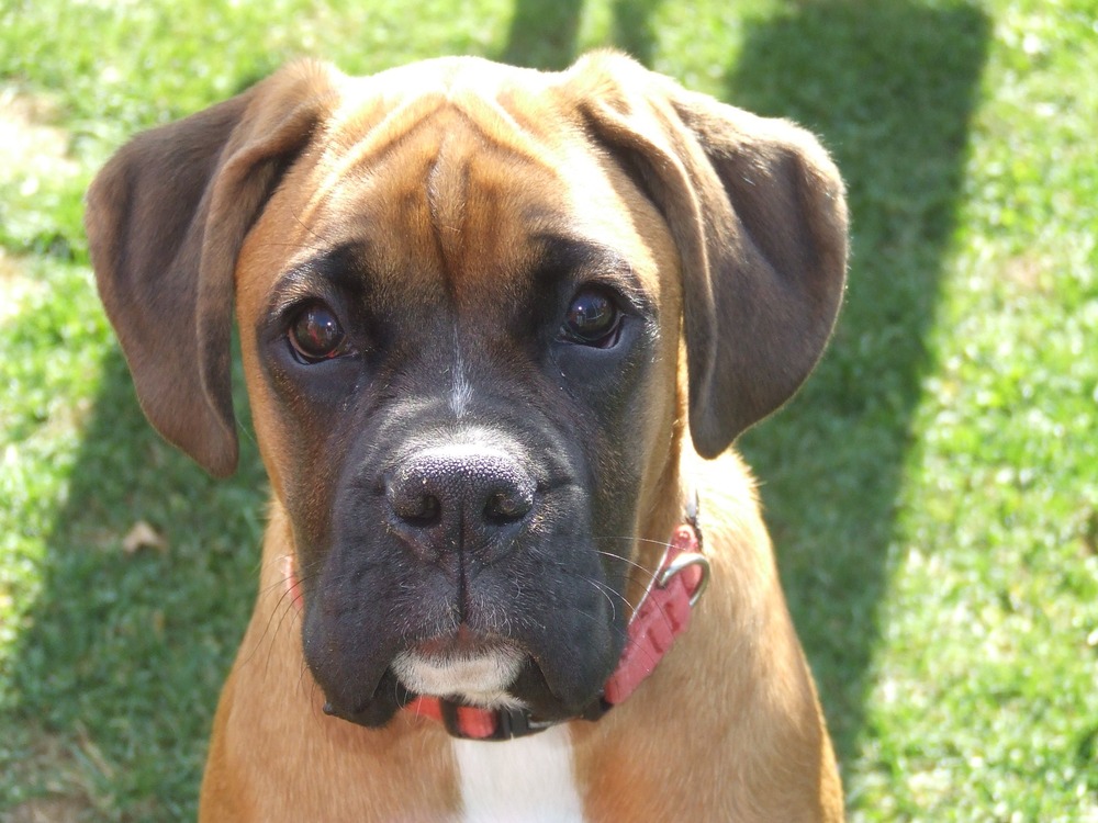 Boxer dog walking on lead beside an owner