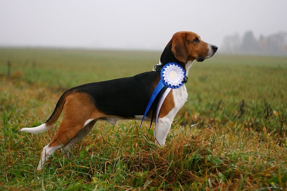 Estonian Hound walking on a track