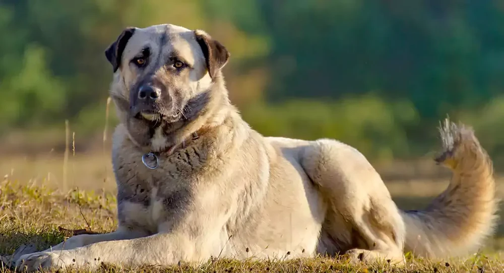Dog being examined at a veterinary clinic