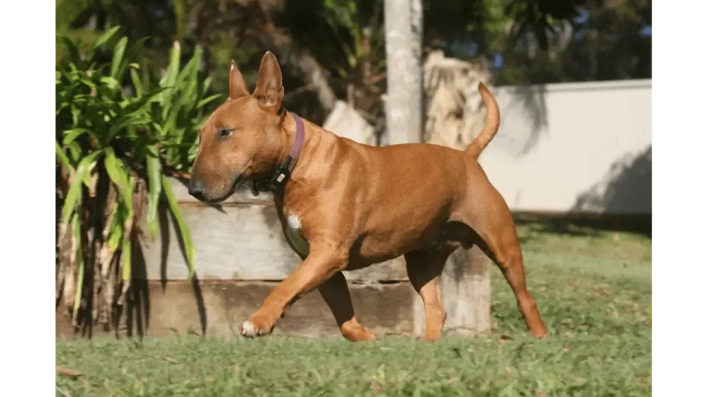 Miniature Bull Terrier close-up of coat