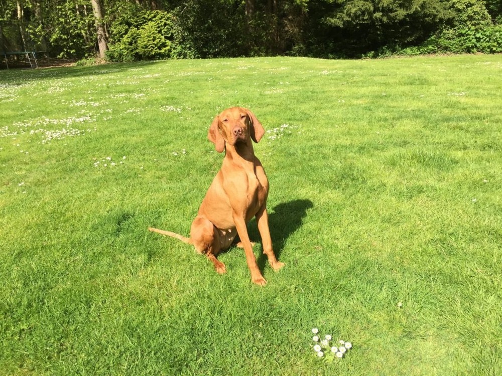 Vizsla running on a trail