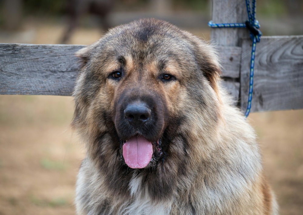 Karakachan dog lying down with thick coat