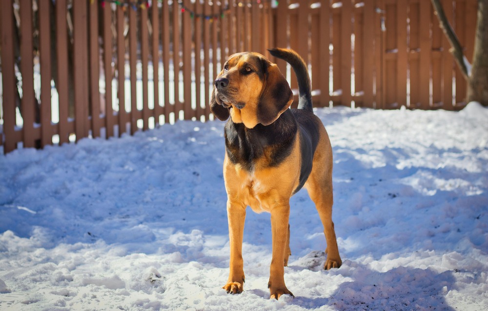 Bloodhound looking to the side