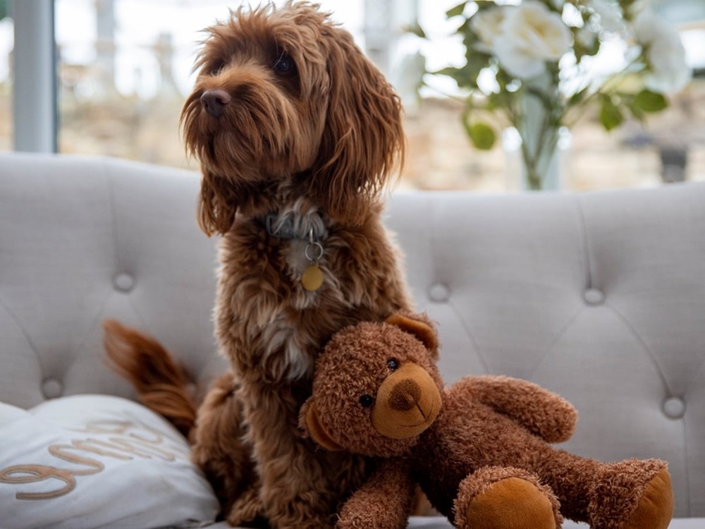 Cockapoo sitting on grass