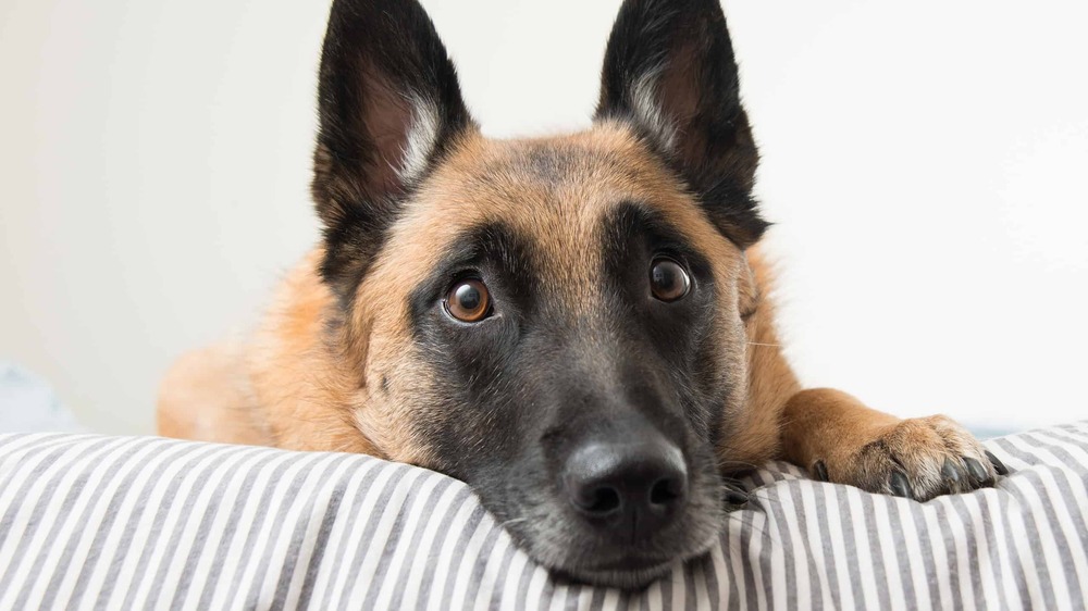 Belgian Malinois attentive in a yard