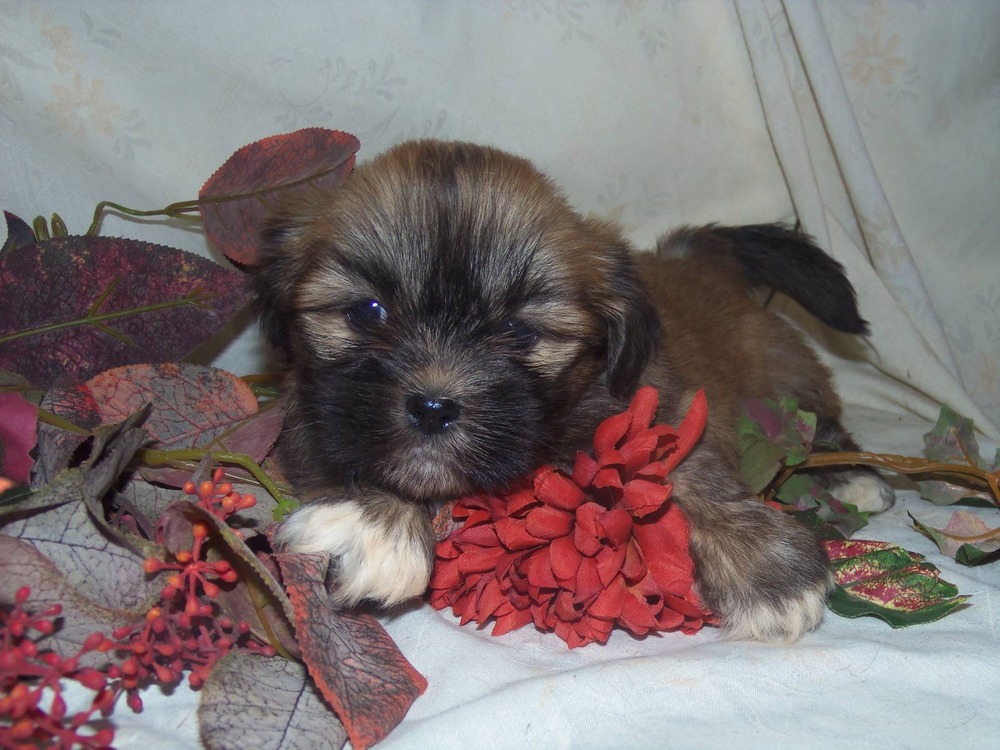 Lhasa Apso coat detail and fur texture