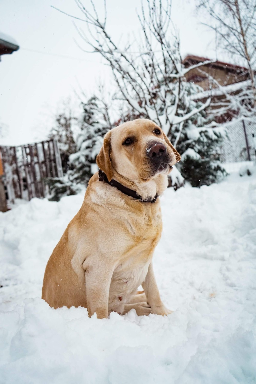 Black Labrador retriever outdoors