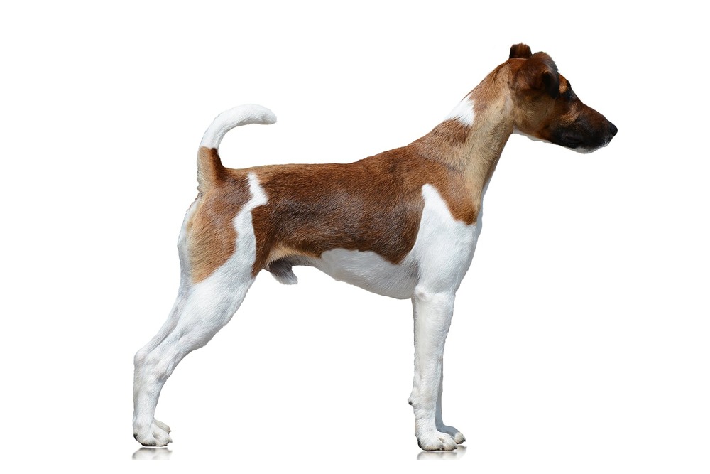 Small dog being handled gently