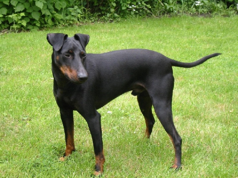 Manchester Terrier resting indoors