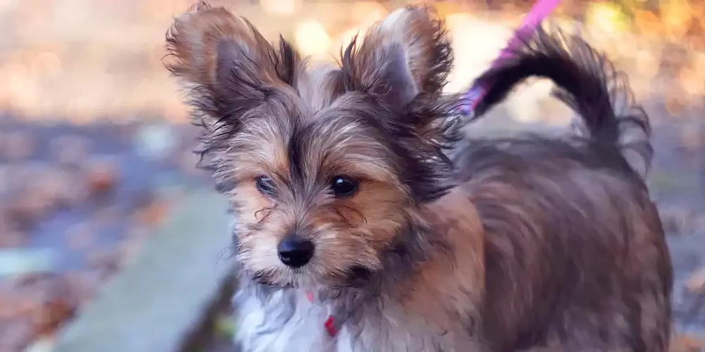 Sighthound looking to the side in a natural setting