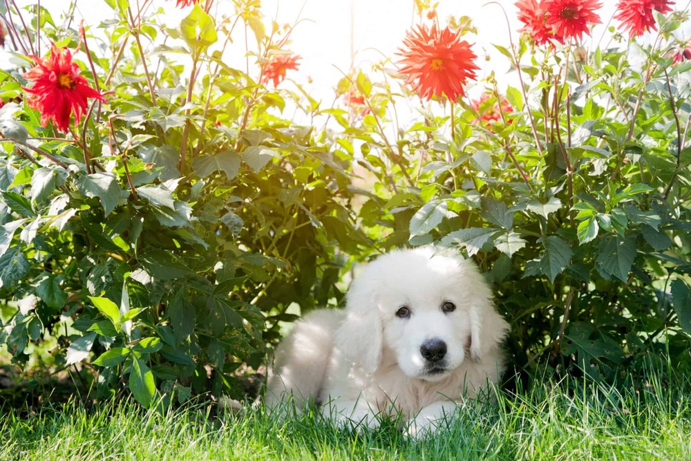 Large white dog on lead during outdoor training