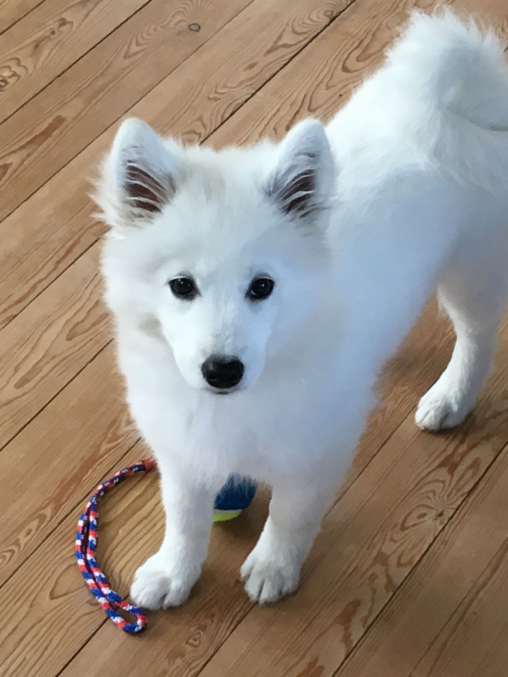 Danish Spitz looking alert and attentive