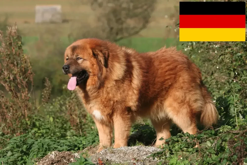 Tibetan Mastiff sitting in a yard