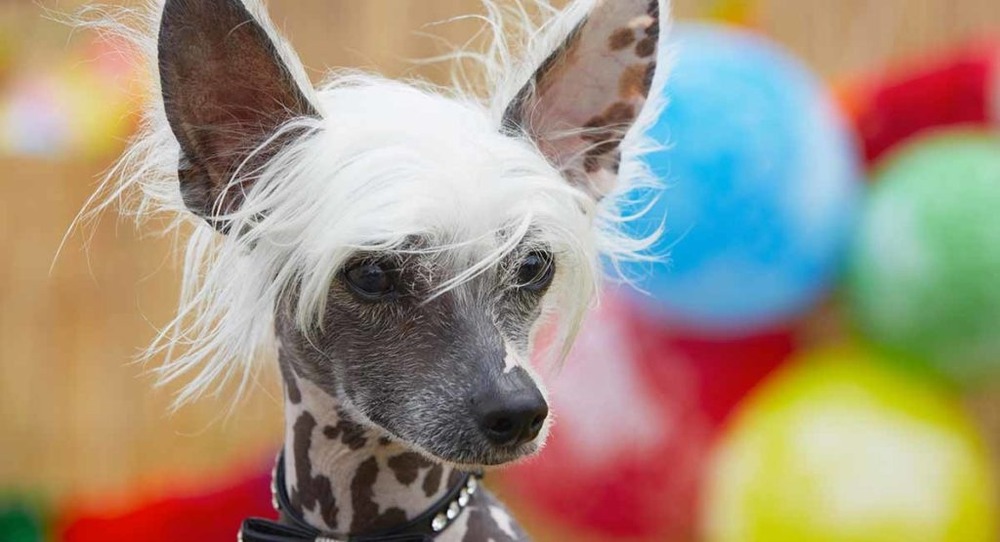Ecuadorian Hairless Dog standing outdoors