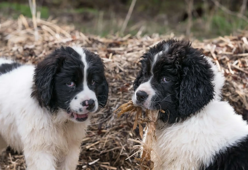 Black and white Landseer type dog near water