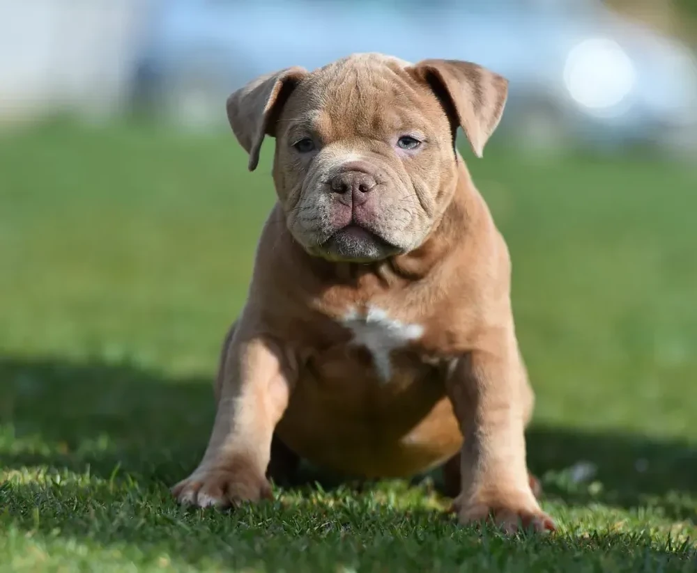 American Bully walking on lead