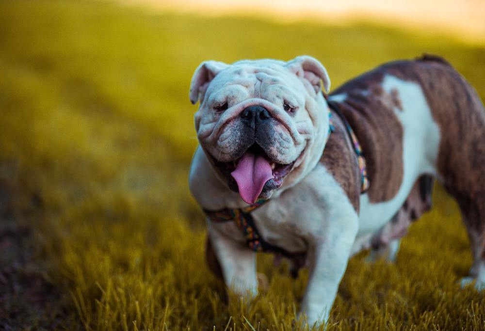 Australian Bulldog head and shoulders