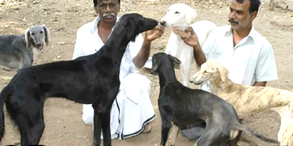 Kaikadi dog profile illustration