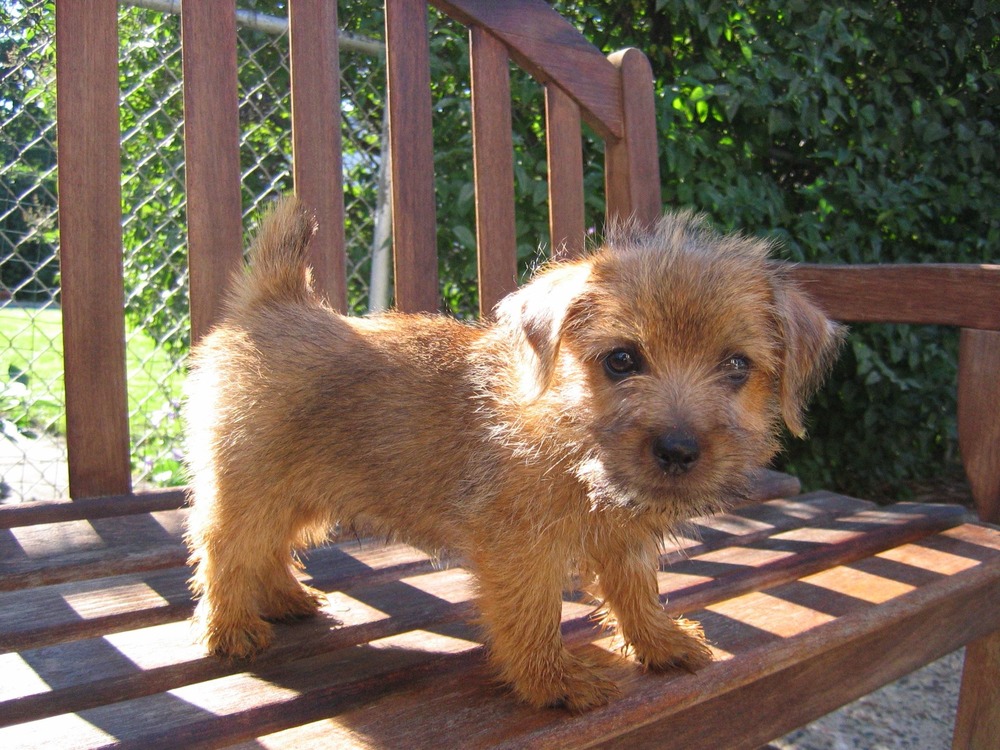 Norfolk Terrier looking up attentively