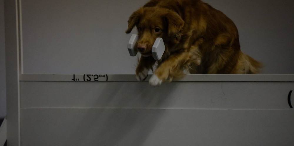 Toller sitting near water