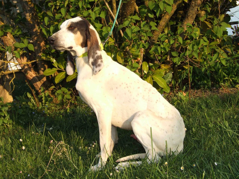 Ariège Pointer looking attentive