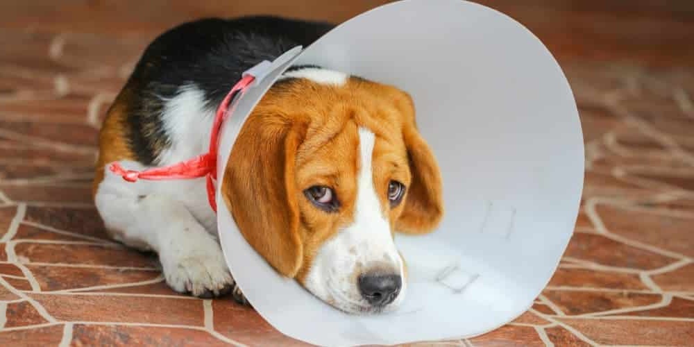 Owner checking an injured dog outdoors