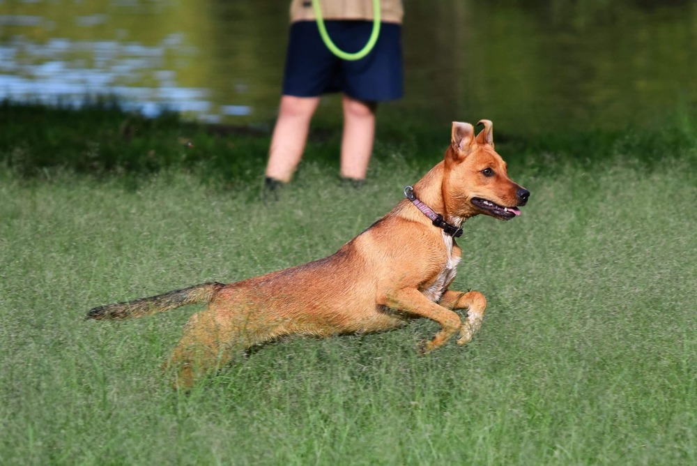 Carolina Dog sitting alert in a natural setting