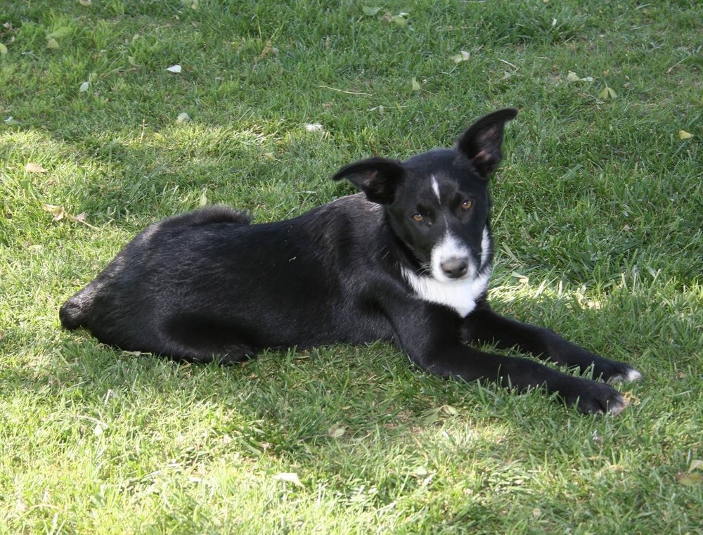 McNab Collie in motion on grass