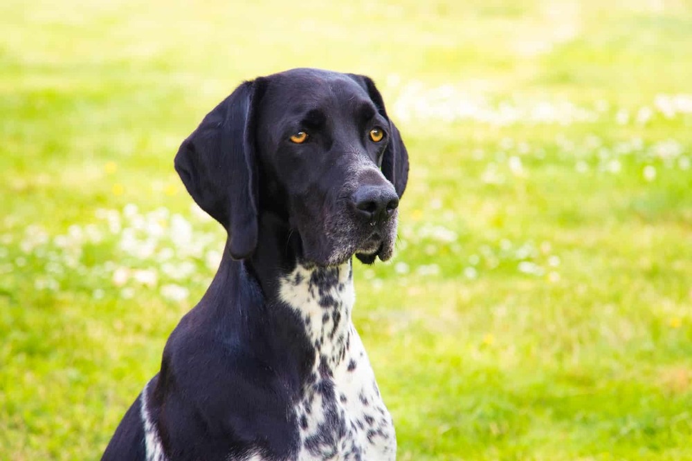 Braque Francais looking attentive