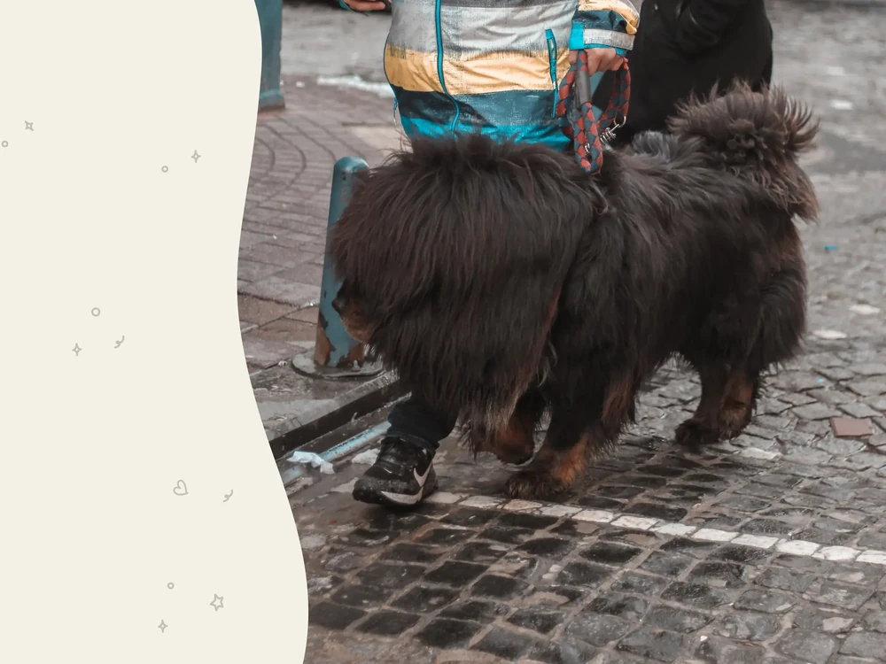 Tibetan Mastiff with thick coat