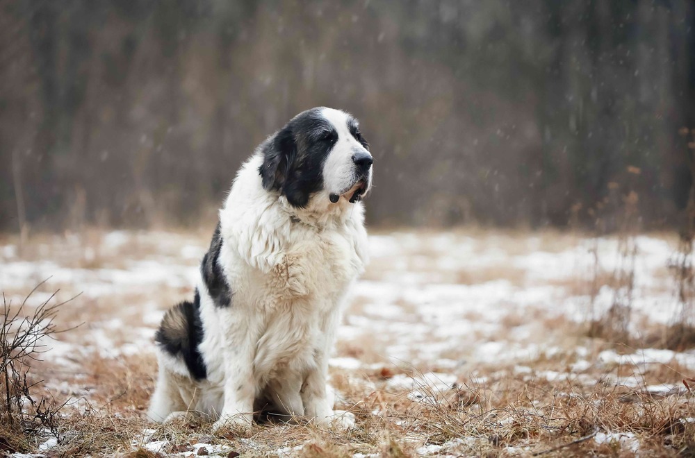 Pyrenean Mastiff sitting in a grassy area