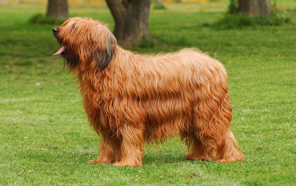 Briard standing with long coat in profile