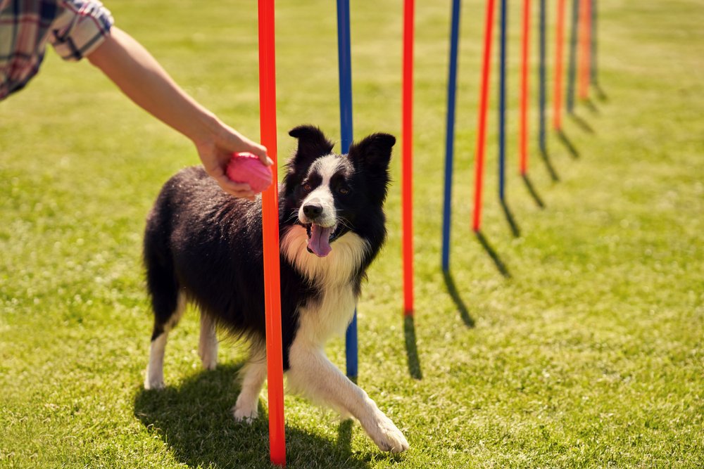 Person walking a dog on a lead outdoors