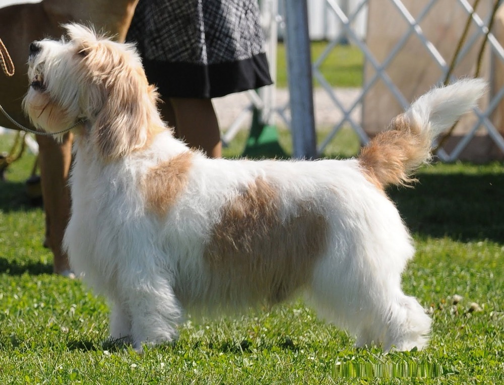 Briquet Griffon Vend&eacute;en close-up showing rough coat