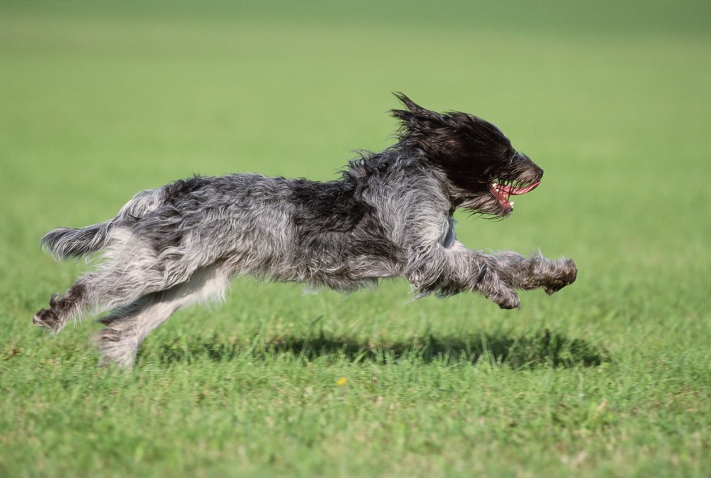 Schapendoes running with flowing coat