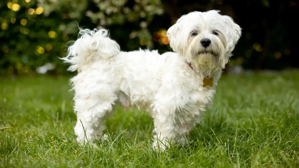 Close-up of Maltese coat and face