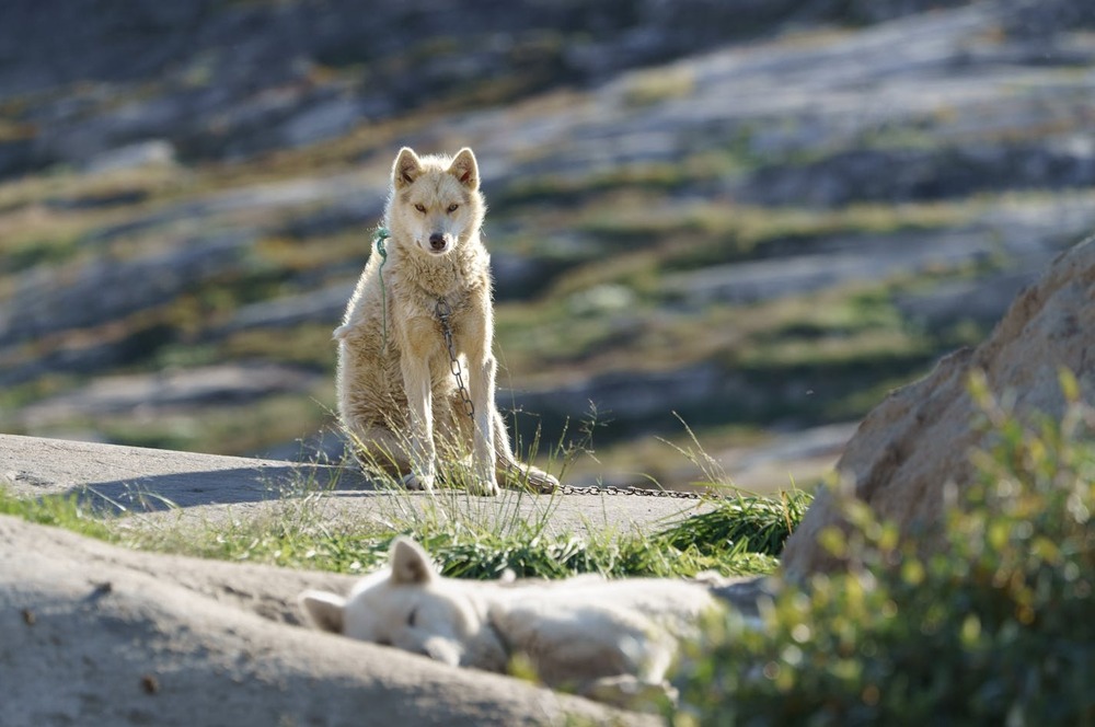 Northern Inuit Dog with thick double coat