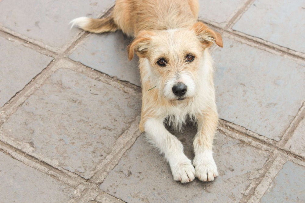 Kromfohrlaender sitting calmly