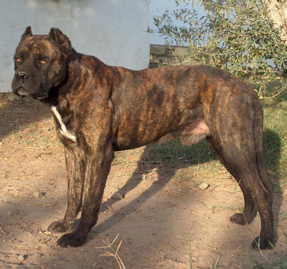 Villano de las Encartaciones standing outdoors