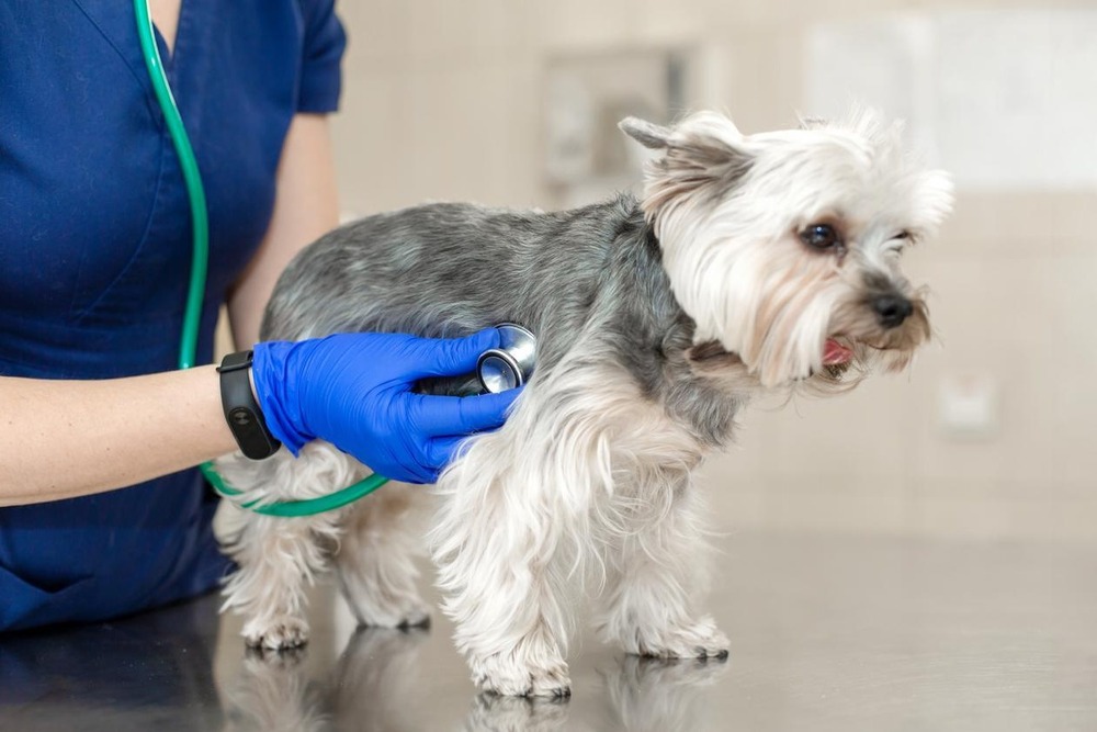 Veterinary exam of a dog with a stethoscope