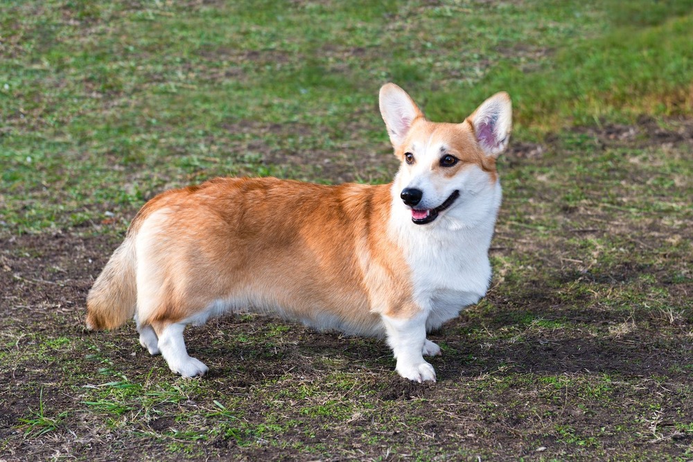 Cardigan Welsh Corgi close up
