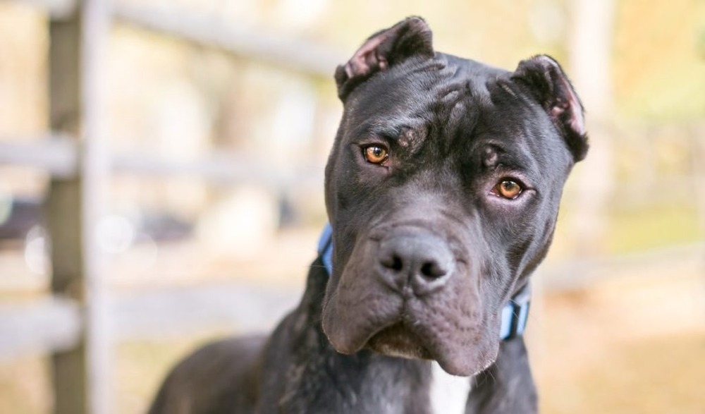 Presa Canario standing side-on outdoors