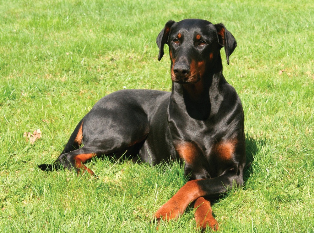 Doberman drinking water from a bowl
