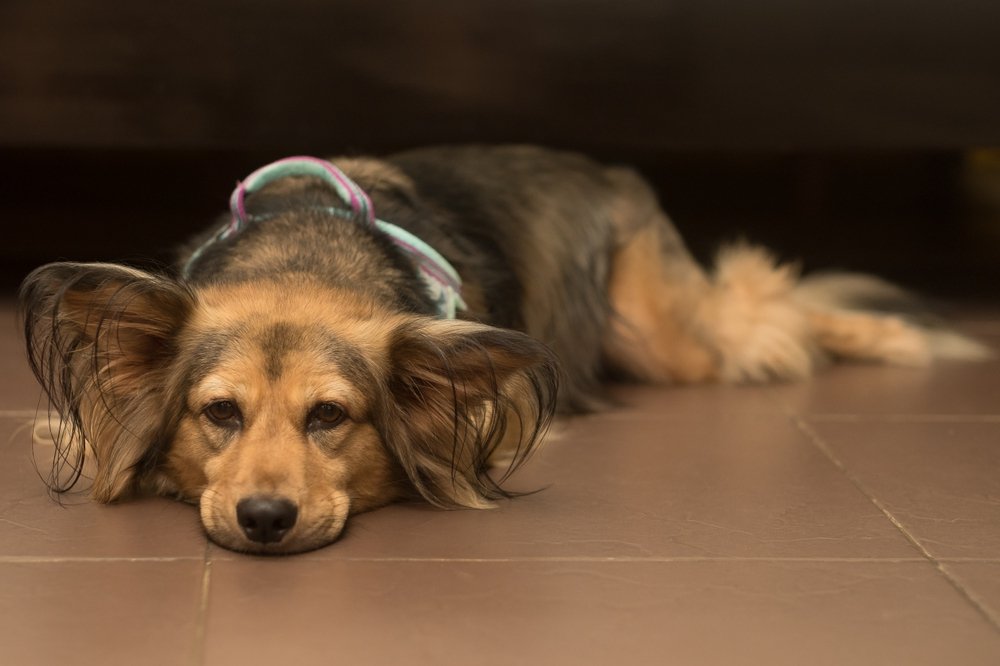 Dog resting quietly indoors