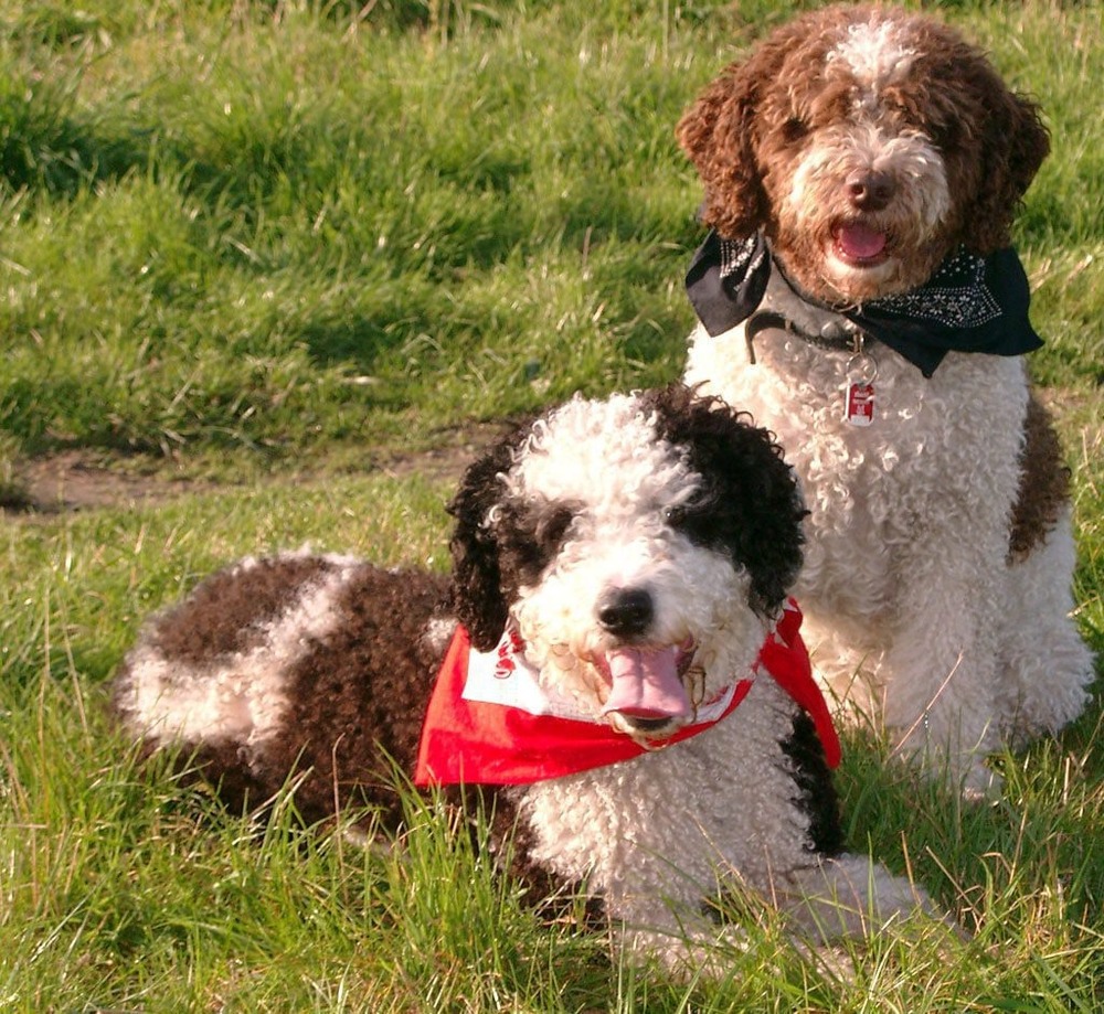 Spanish Water Dog sitting attentively