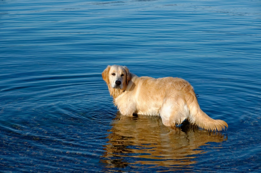 Dog waiting alertly beside water