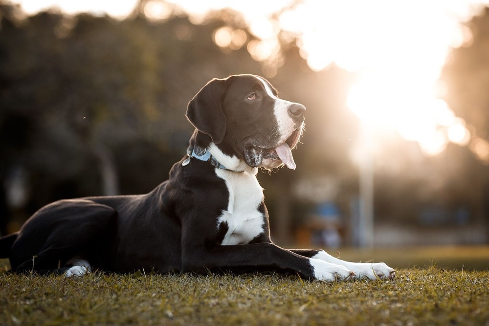 A hound walking through grass