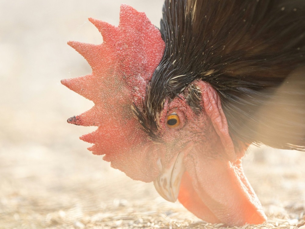 Dog and cat in the same home
